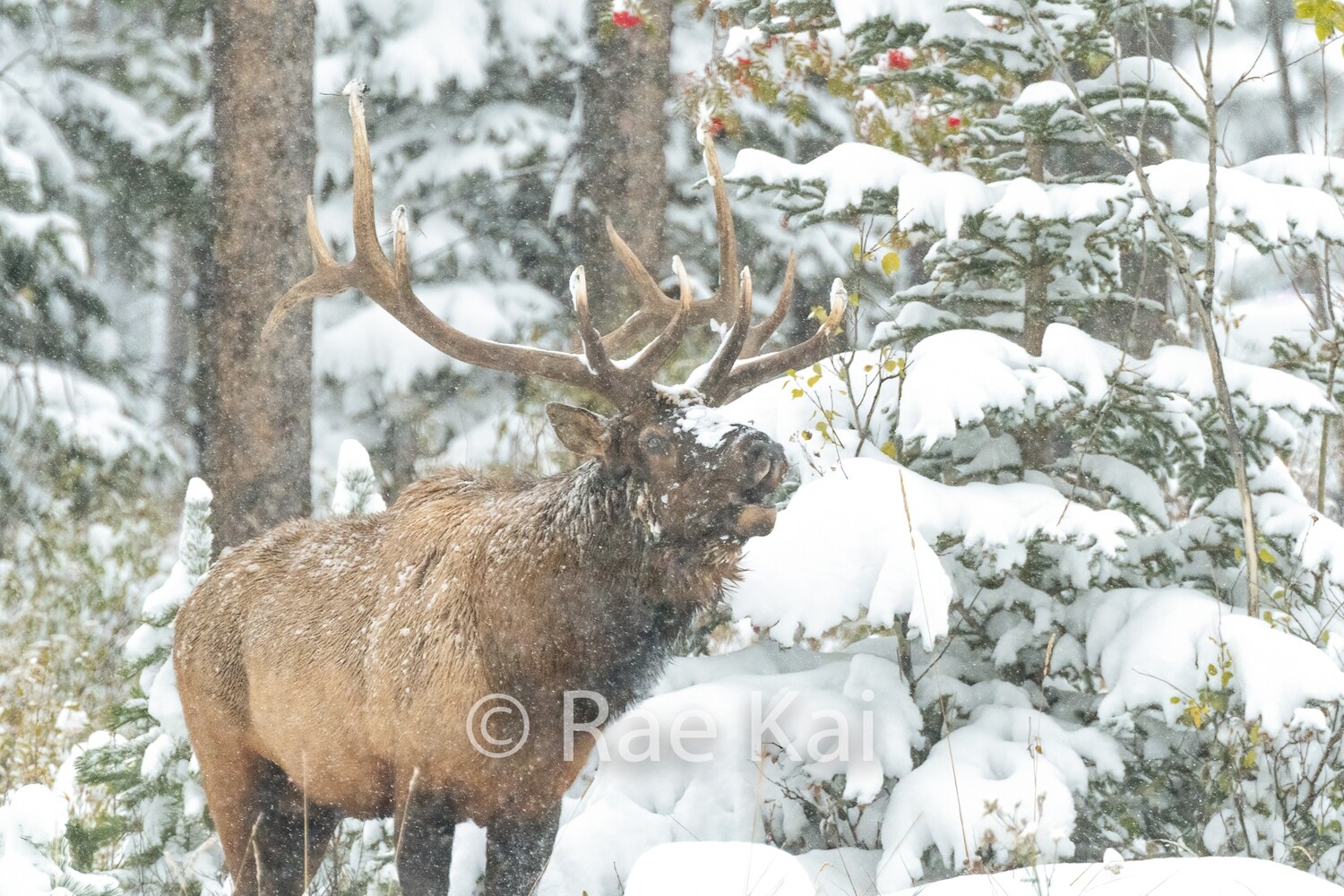 Winter&#39;s Call-Traditional Photo