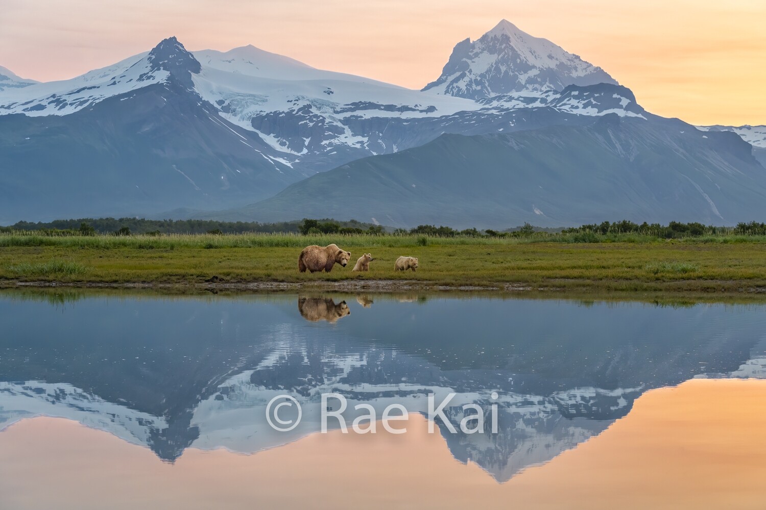 Brown Bear Family Sunset Reflection-Traditional Photo