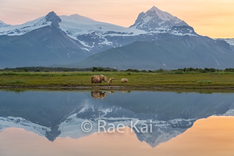 Brown Bear Family Sunset Reflection-Traditional Photo