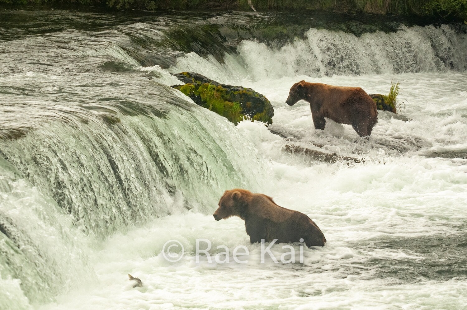 Brooks Bears-Traditional Photo