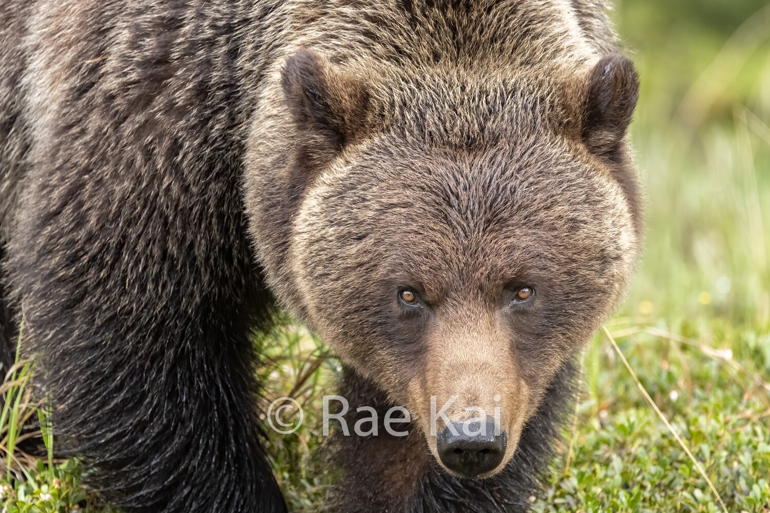 Bear Looking Up-Traditional Photo