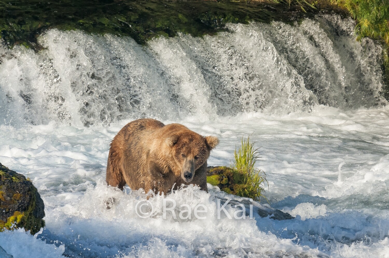Whirlpool Bear-Traditional Photo