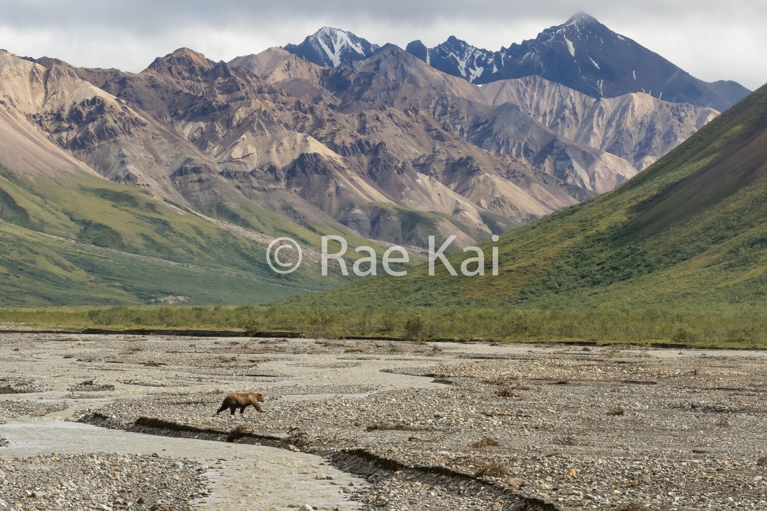Meandering River Bear-Traditional Photo