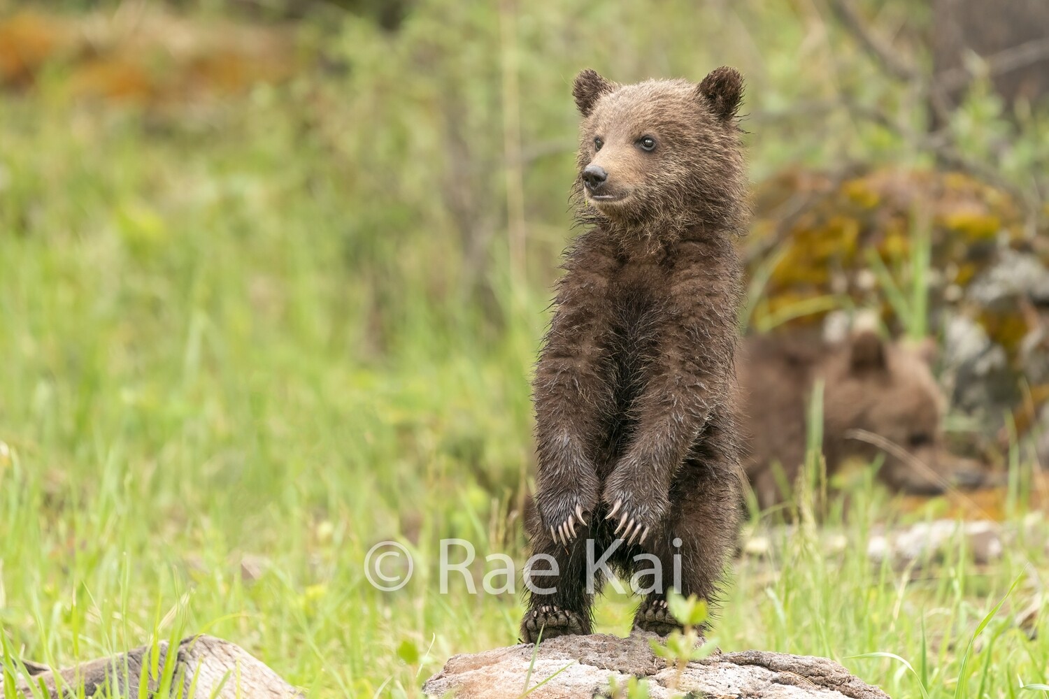 Balancing Cub-Traditional Photo