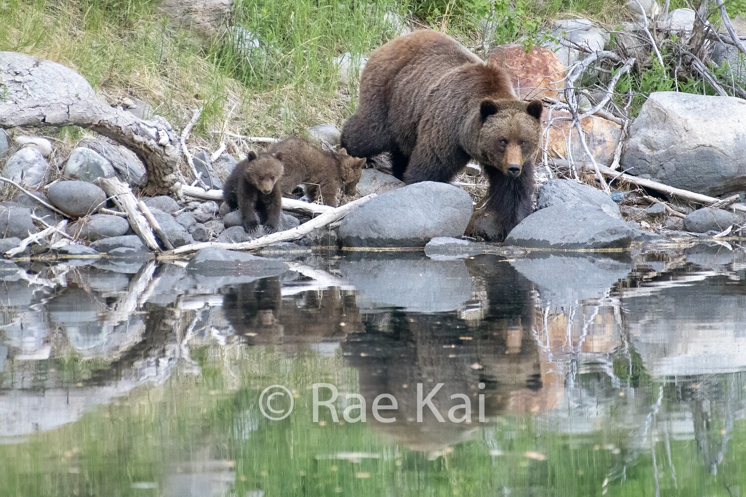 Bear Family Reflection-Traditional Photo