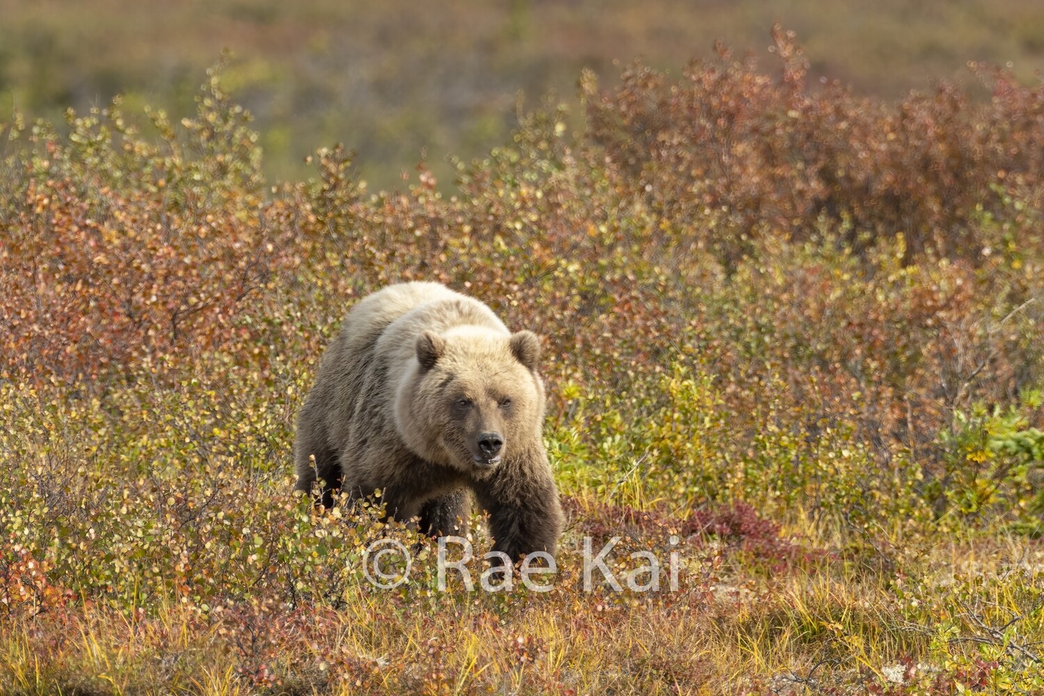 Fall Tundra Grizzly-Traditional Photo