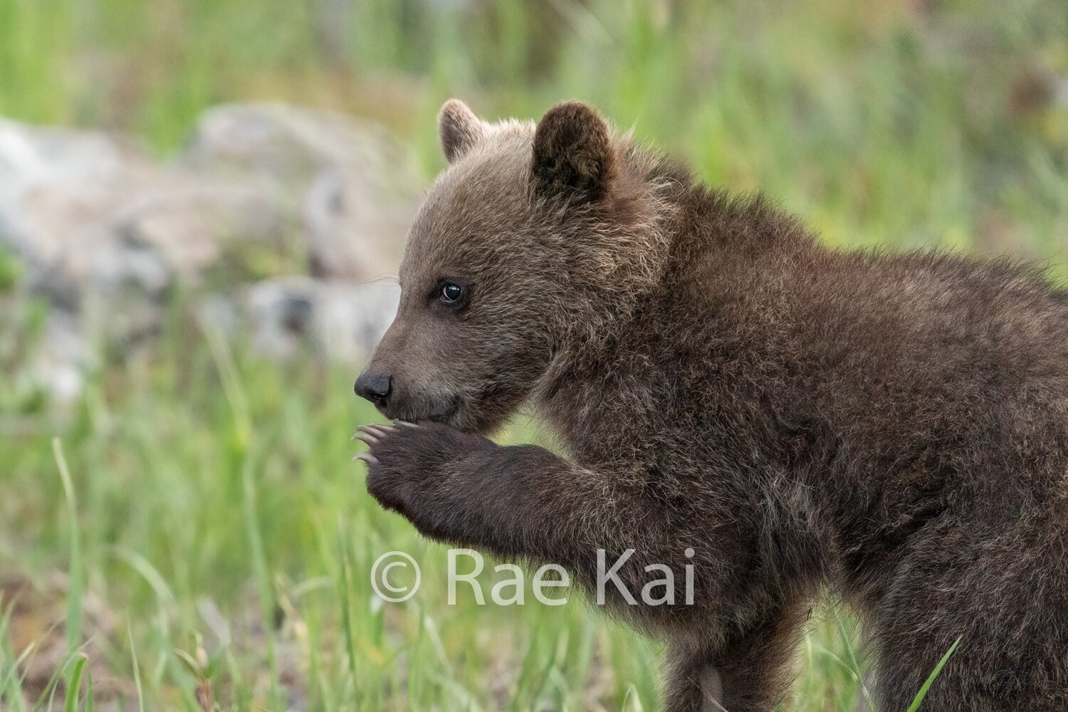 Cub Secret-Traditional Photo