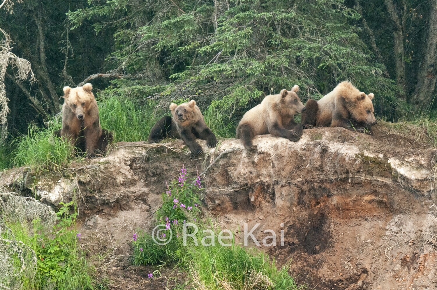 Bear Gang-Traditional Photo