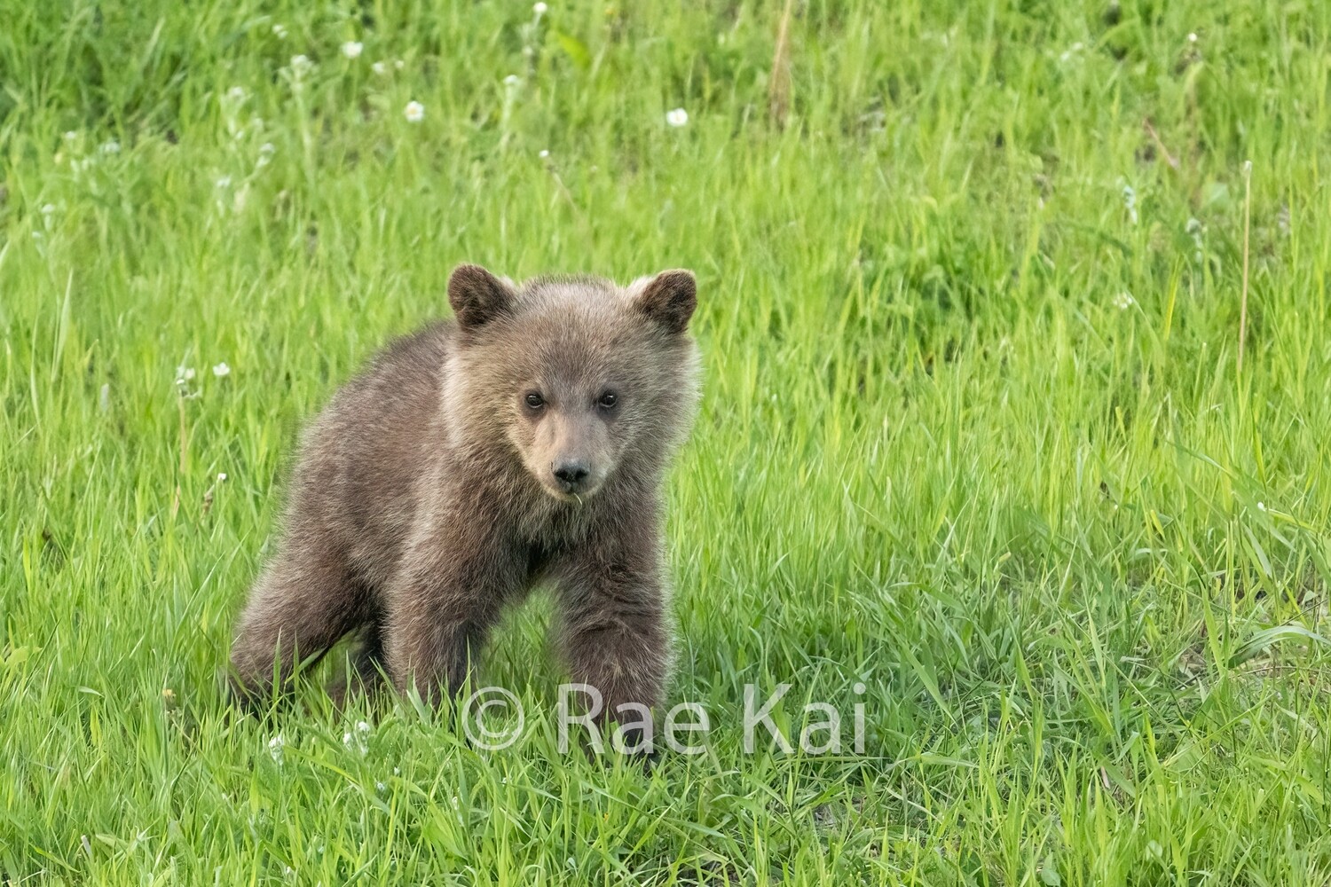 Cub Look-Traditional Photo