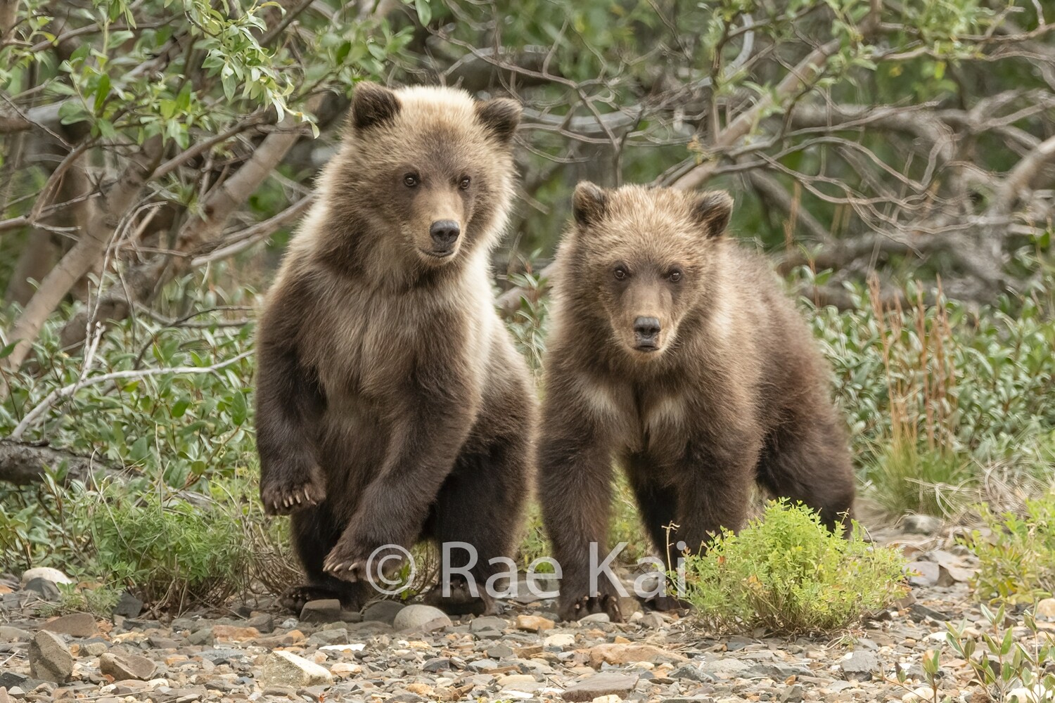 Cub Pause-Traditional Photo