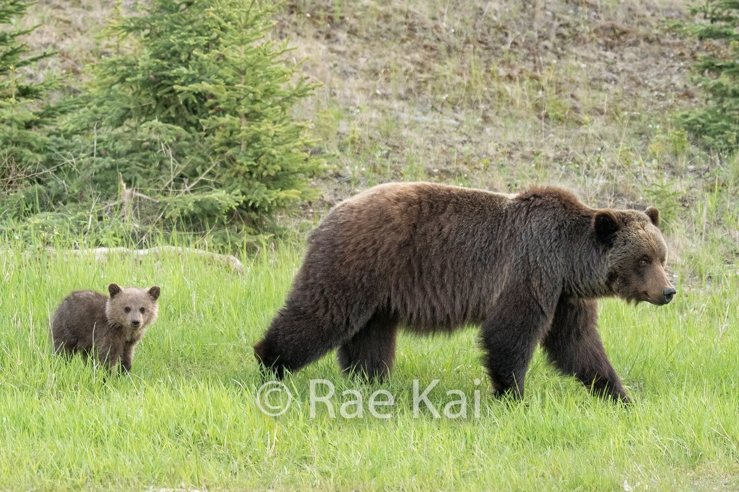 Family Movement-Traditional Photo