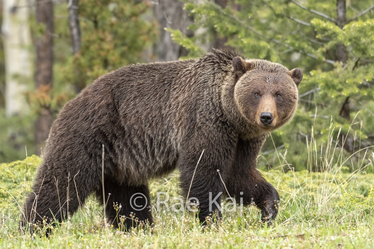 Grizzly Walk-Traditional Photo