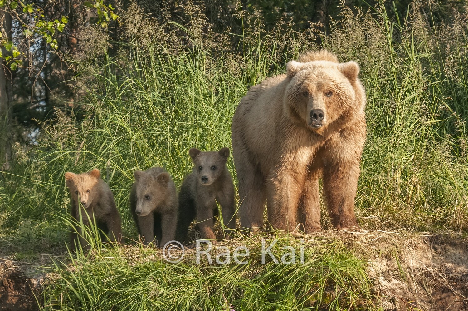 Family Look-Traditional Photo