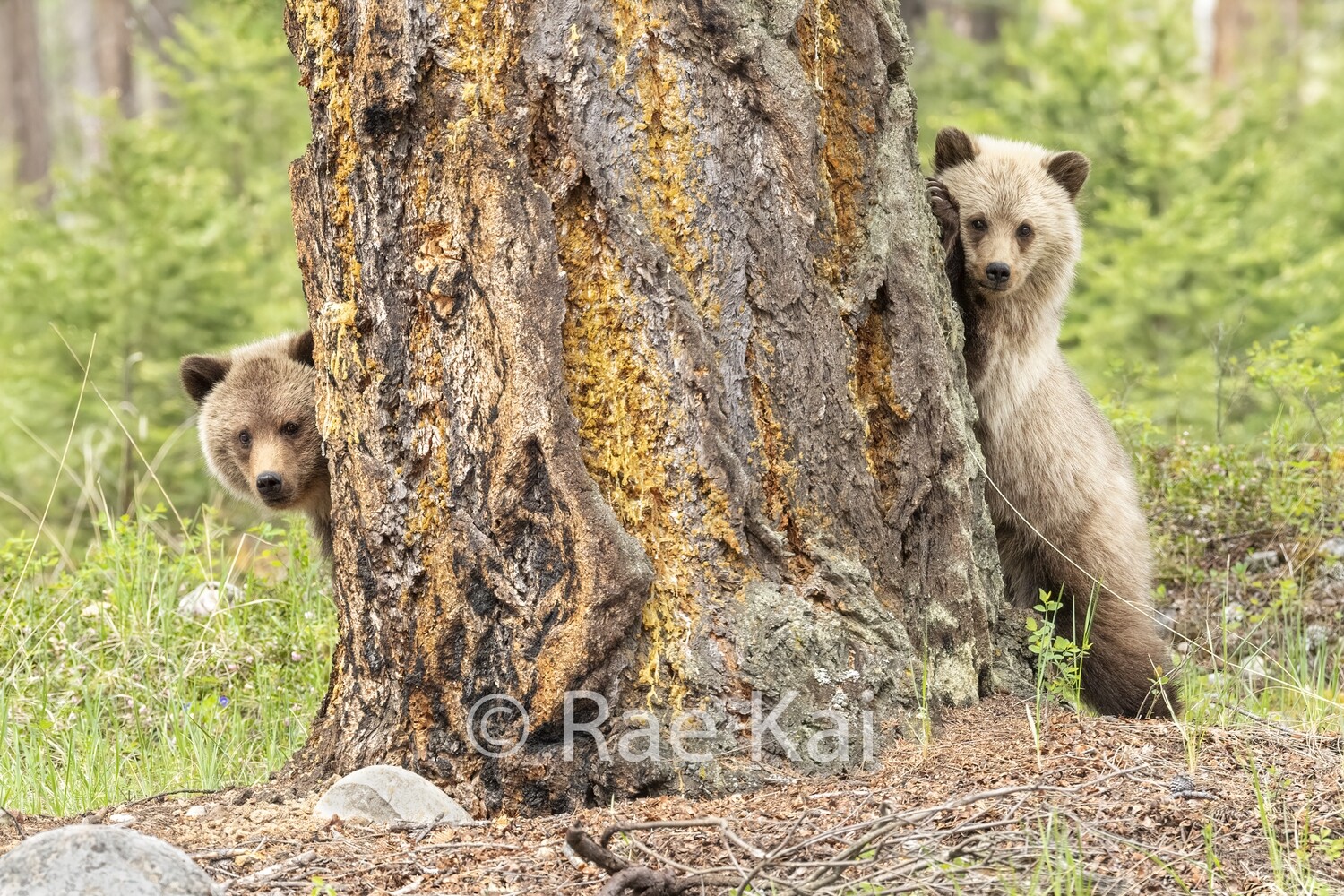 Tree Peek-Traditional Photo