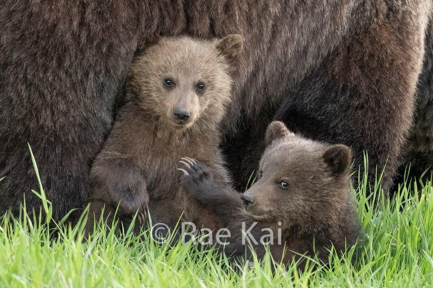 Playtime-Traditional Photo
