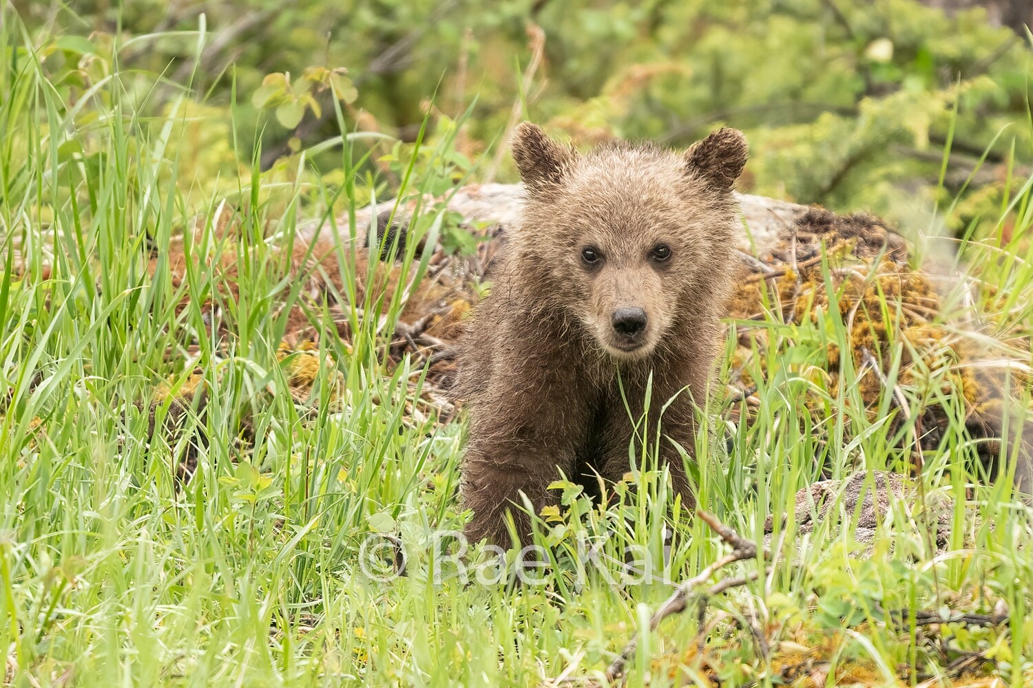 Spring Cub-Traditional Photo