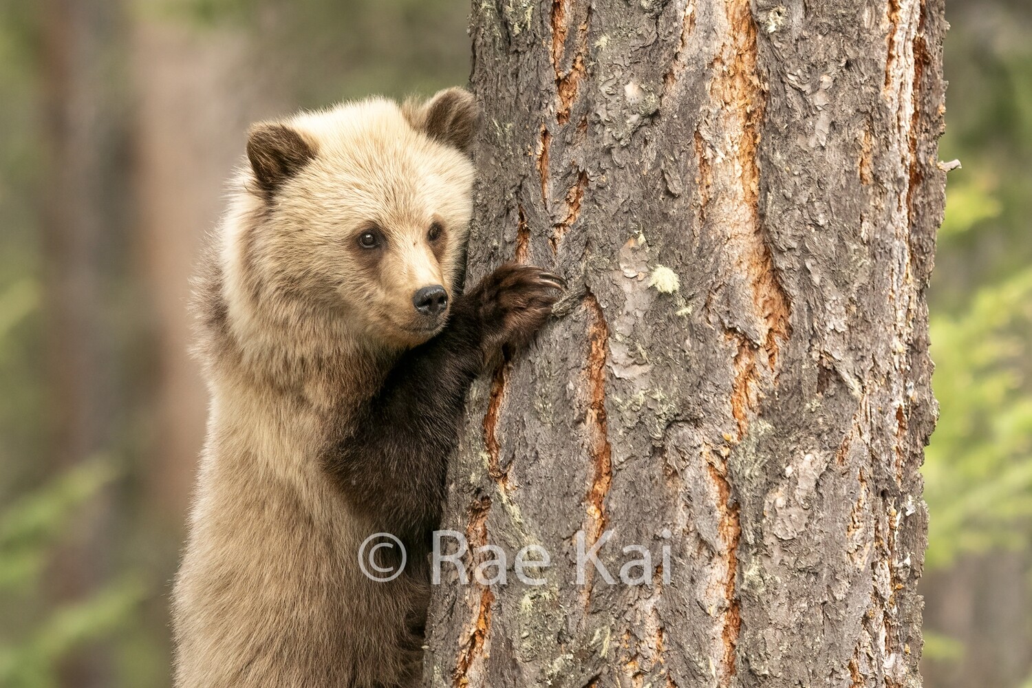 Tree Hug-Traditional Photo