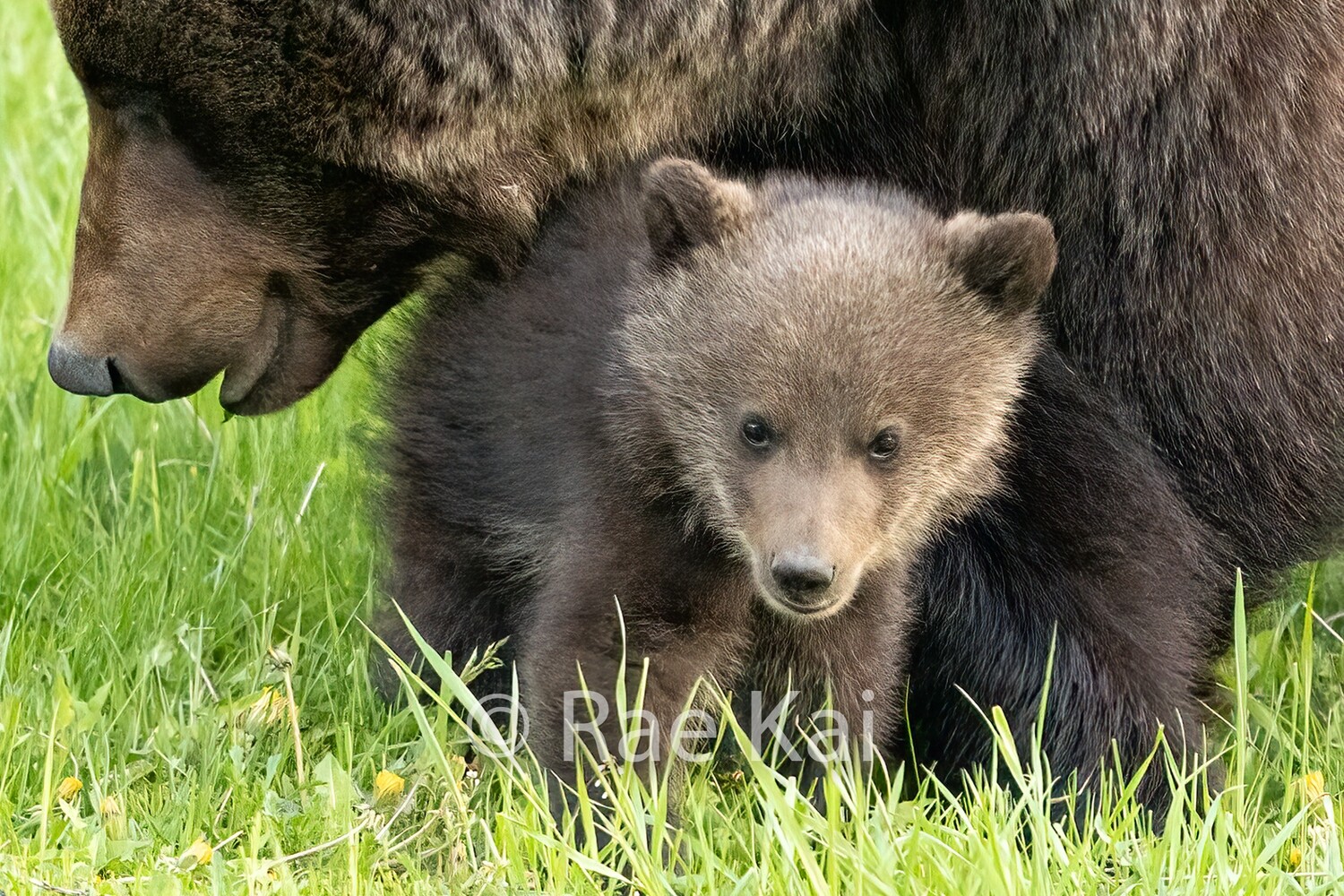 Under Mama-Traditional Photo