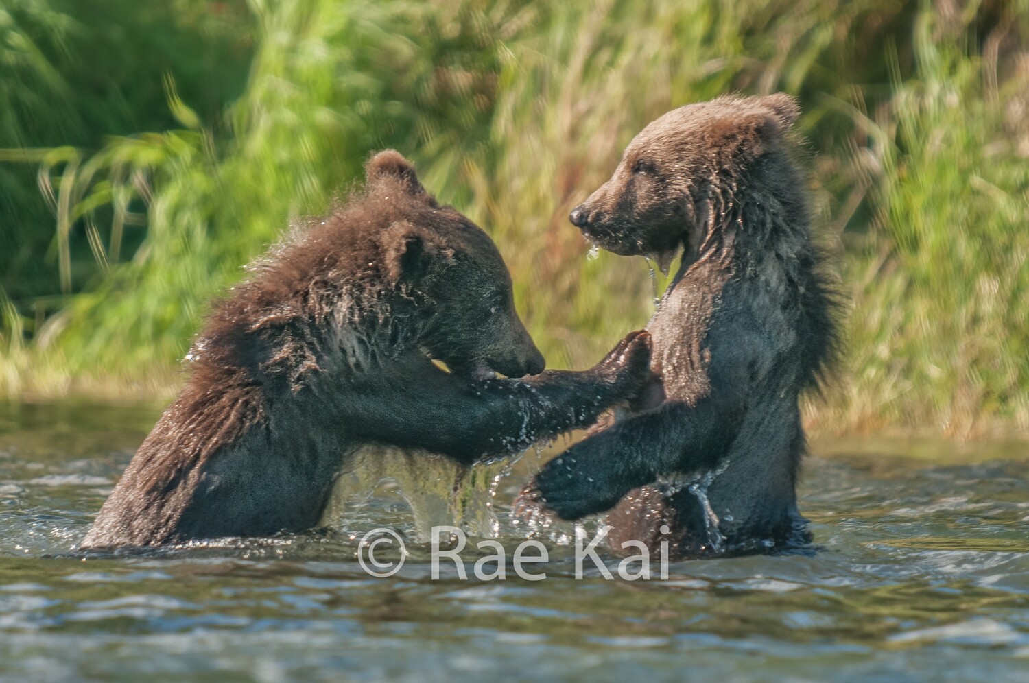 Water Fight-Traditional Photo