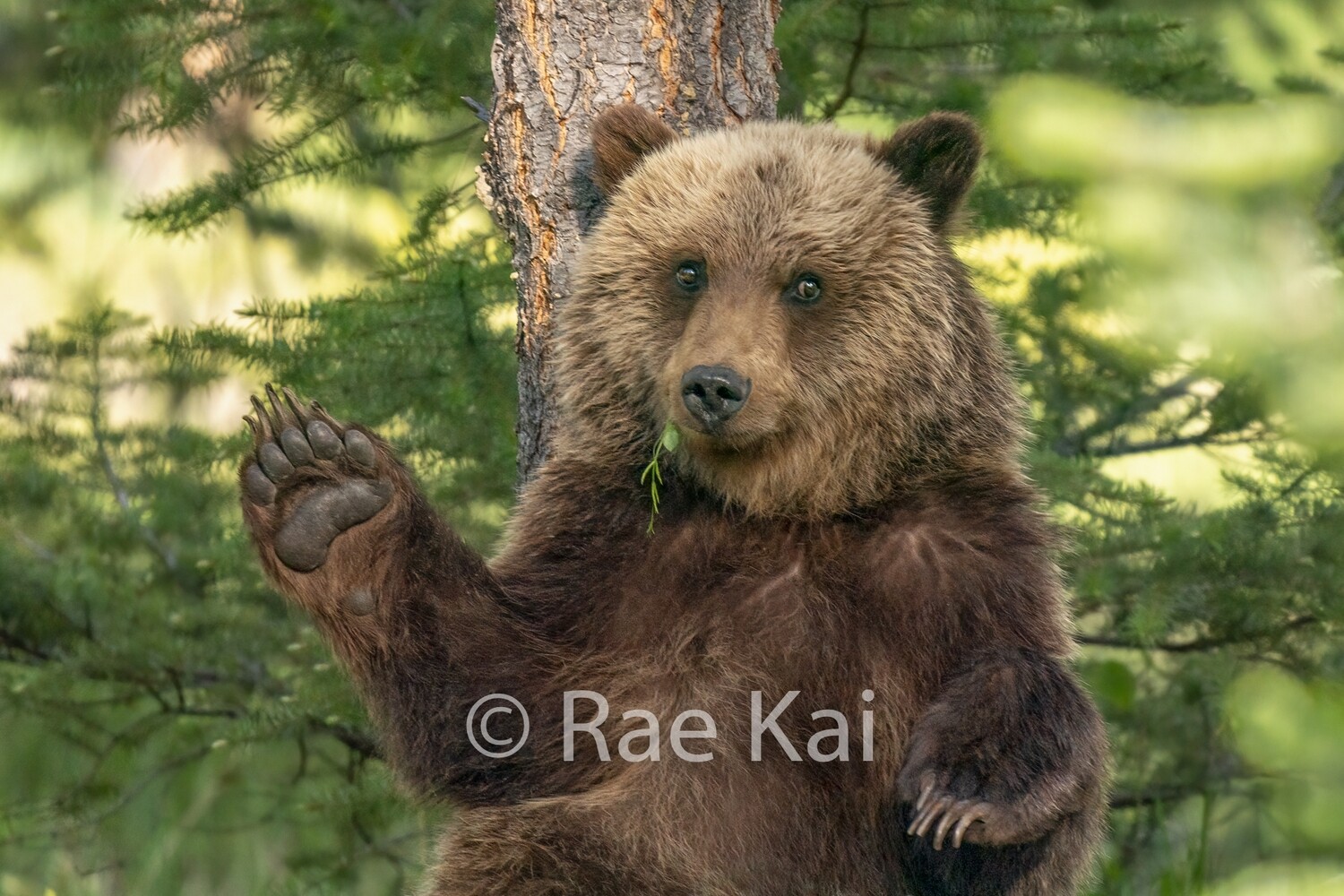 Waving Grizzly-Traditional Photo