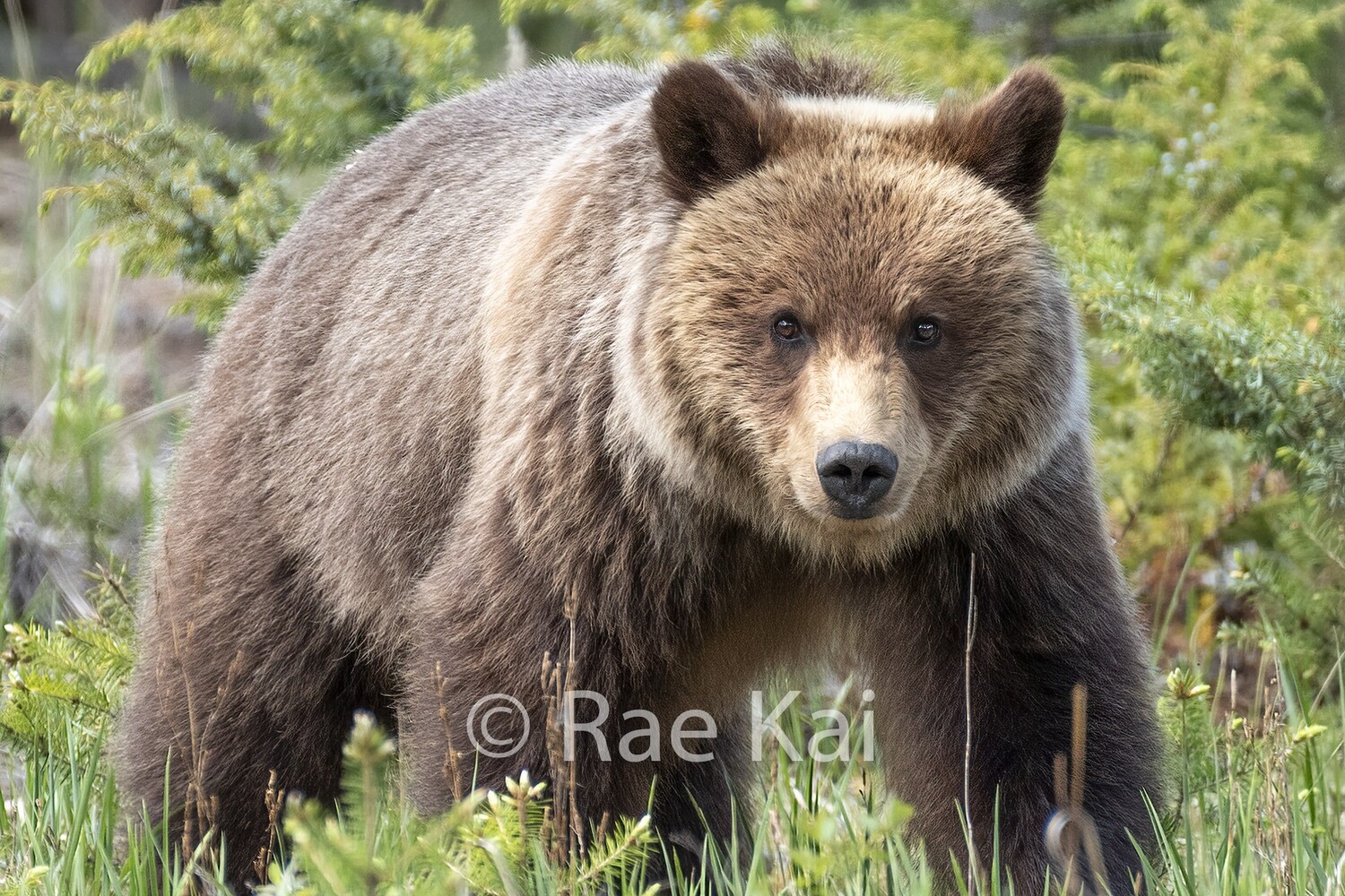 Young Grizzly-Traditional Photo