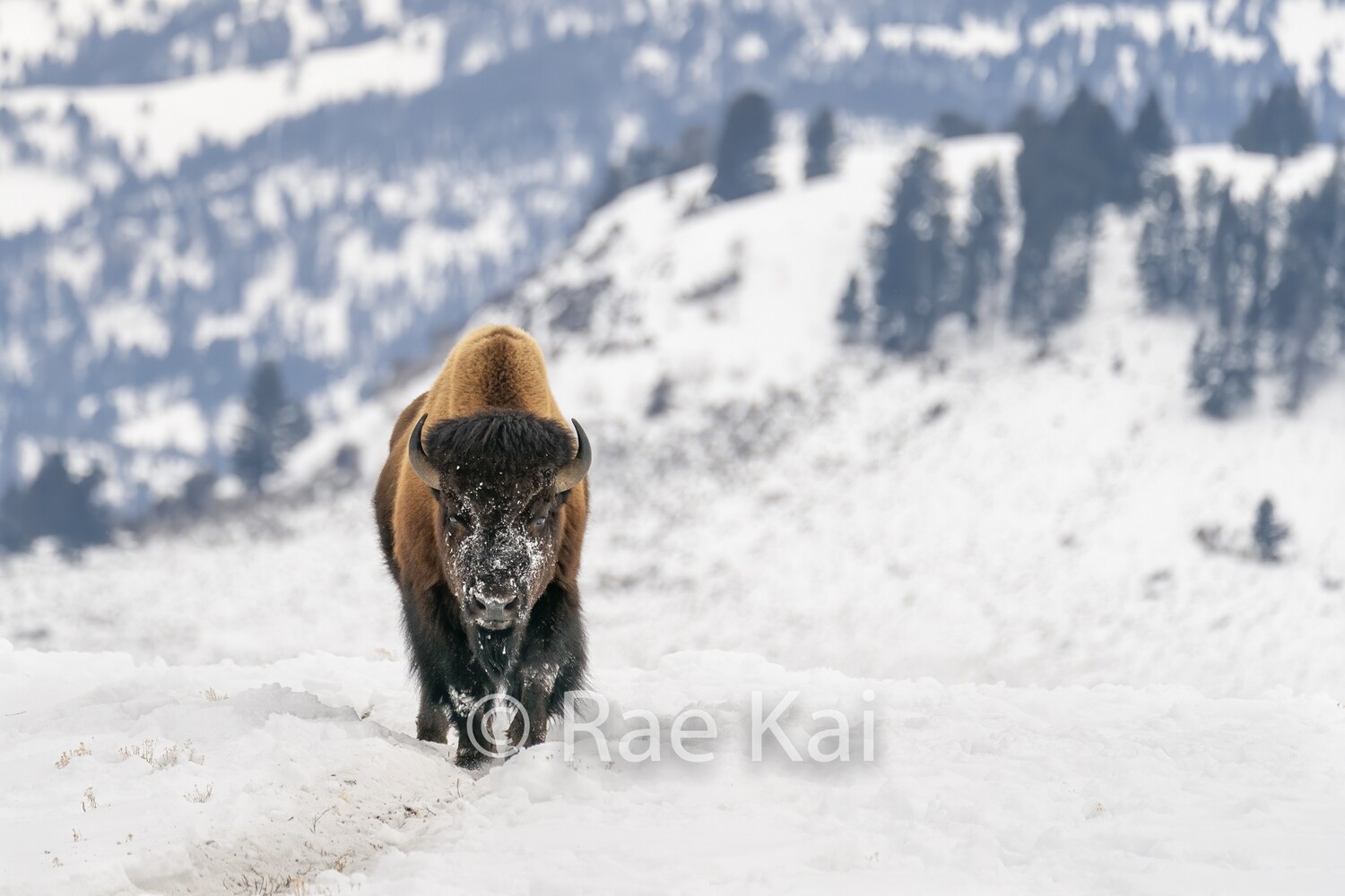 A Bulls Approach-Traditional Photo
