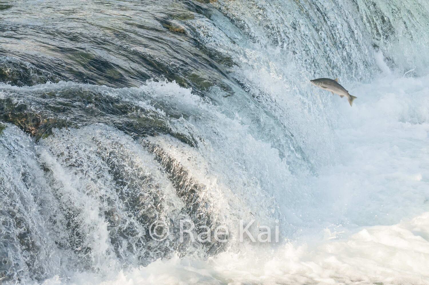 Salmon Jump-Traditional Photo