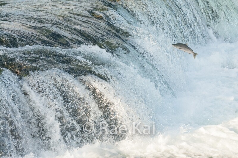 Salmon Jump-Traditional Photo
