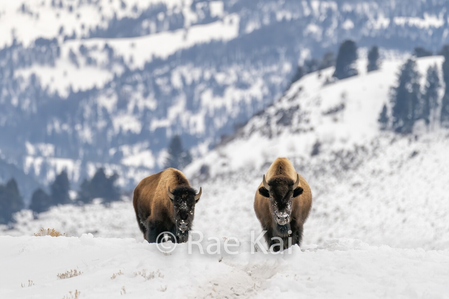 Winter Roaming-Traditional Photo