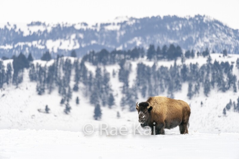 Winter&#39;s Range-Traditional Photo