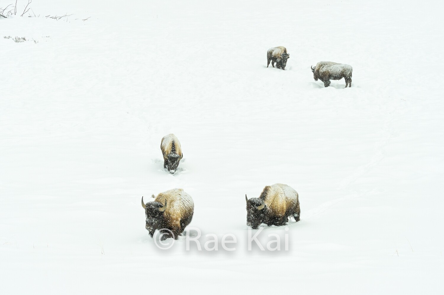 Whiteout Herd-Traditional Photo