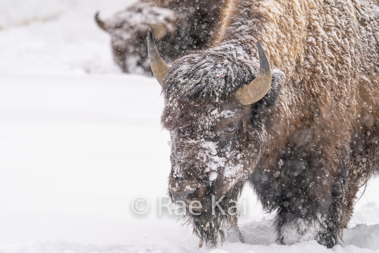 Winters Hardship-Traditional Photo