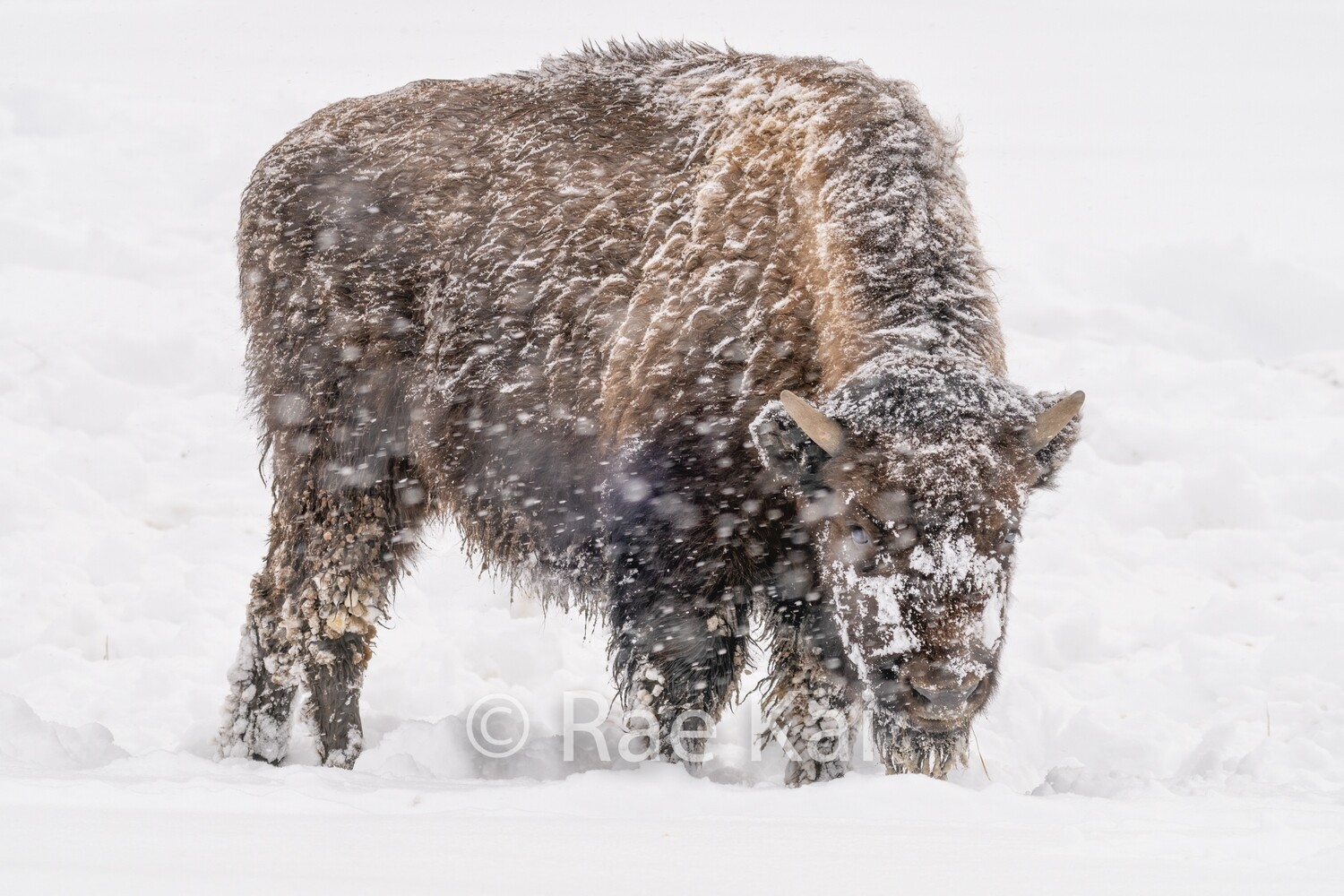 Snowy Calf-Traditional Photo