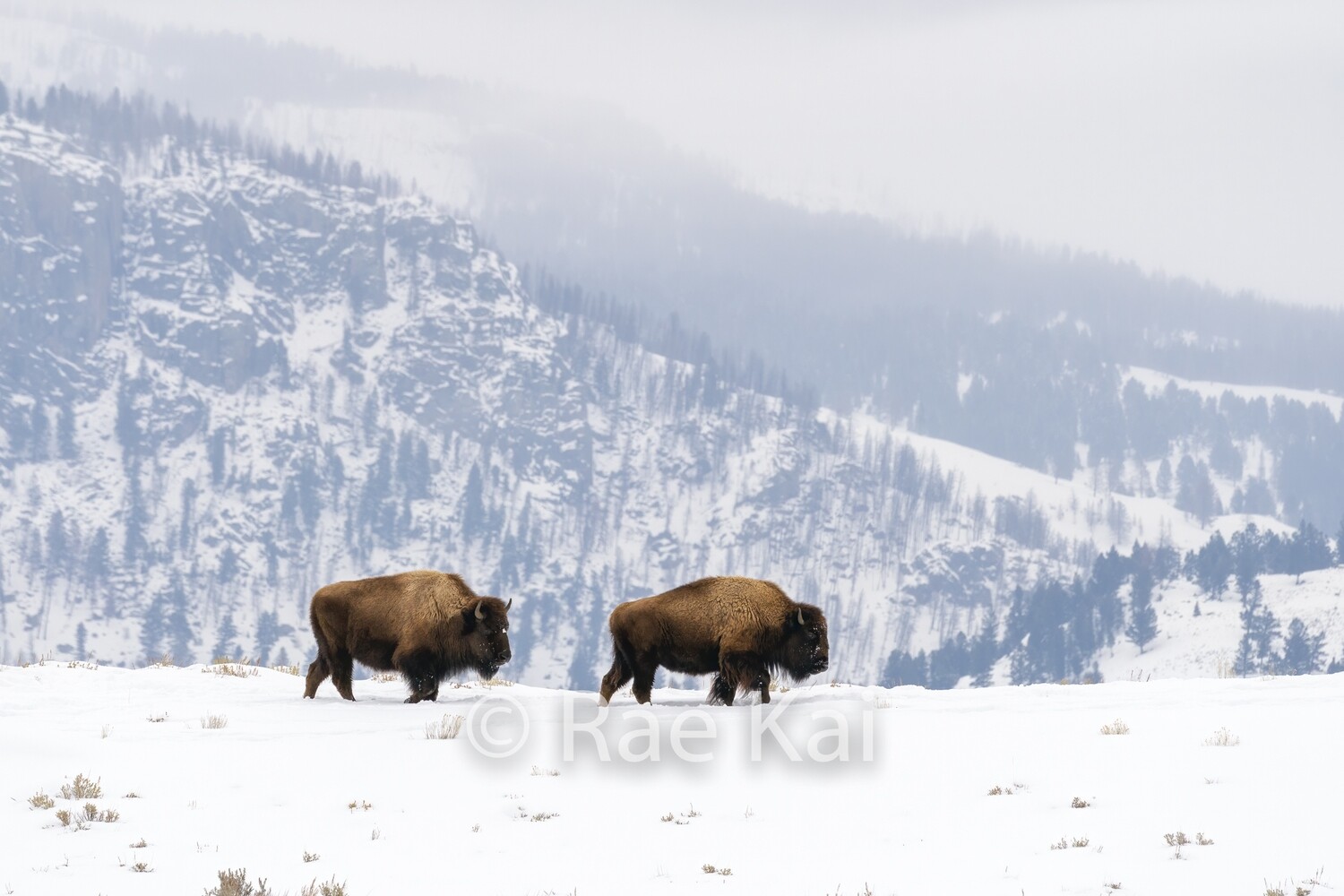 Bison Ridge-Traditional Photo
