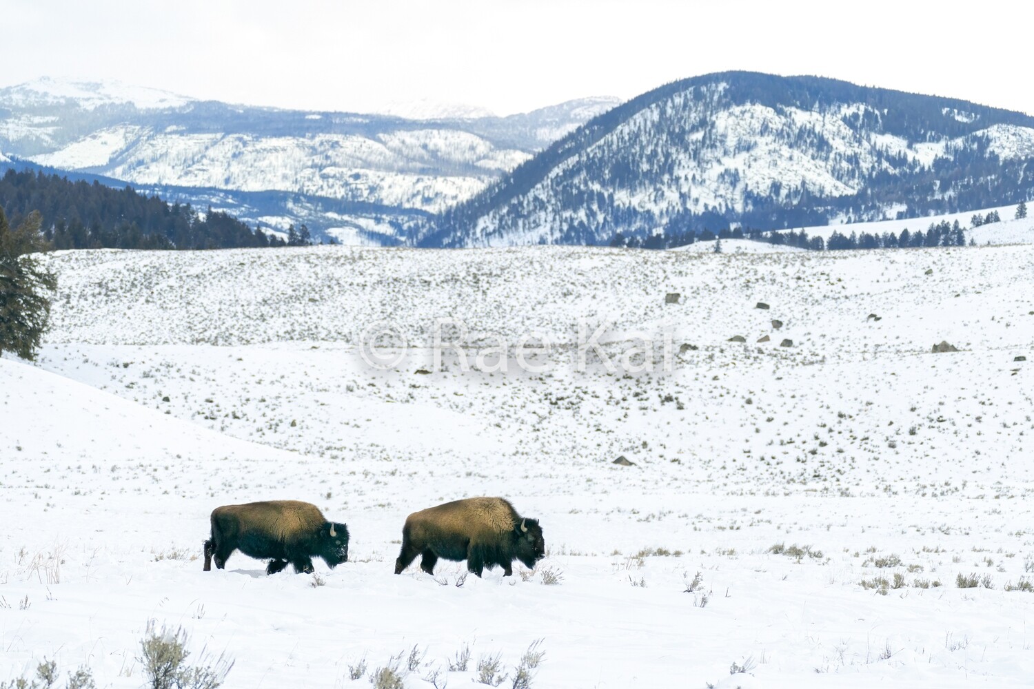 Following Along-Traditional Photo