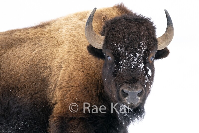 A Bull&#39;s Look-Traditional Photo