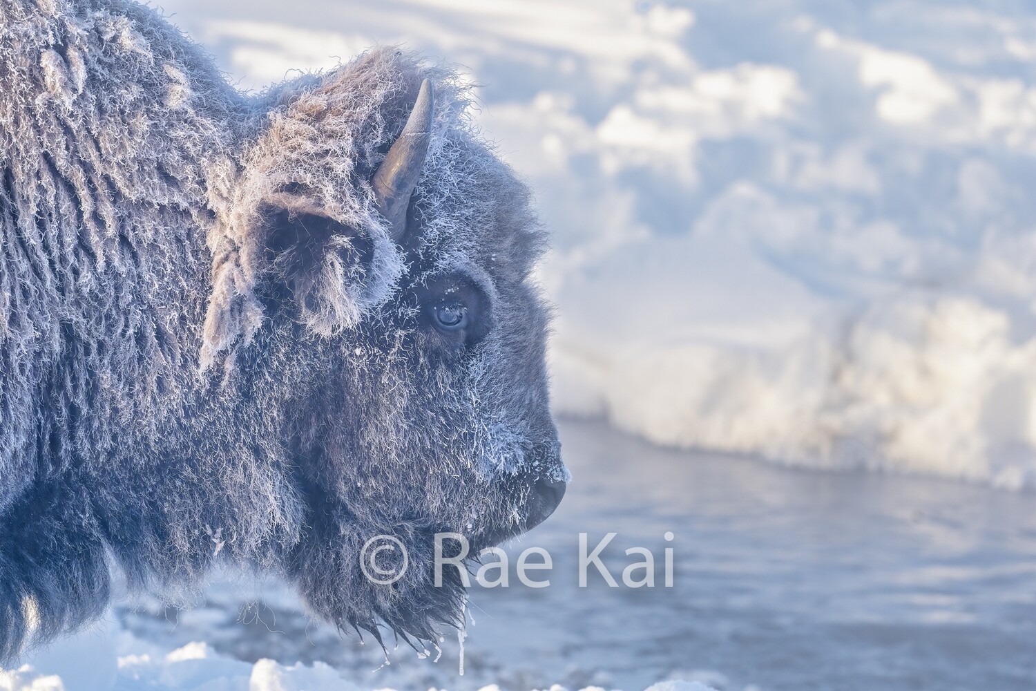 Frost Face-Traditional Photo