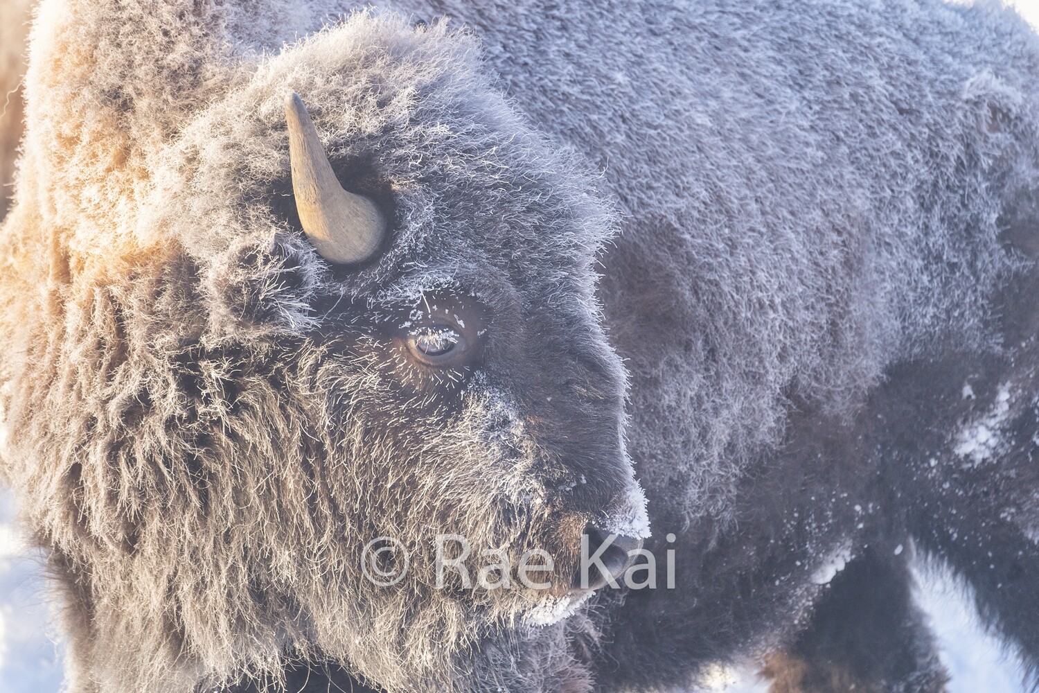 Frozen Eyelashes-Traditional Photo
