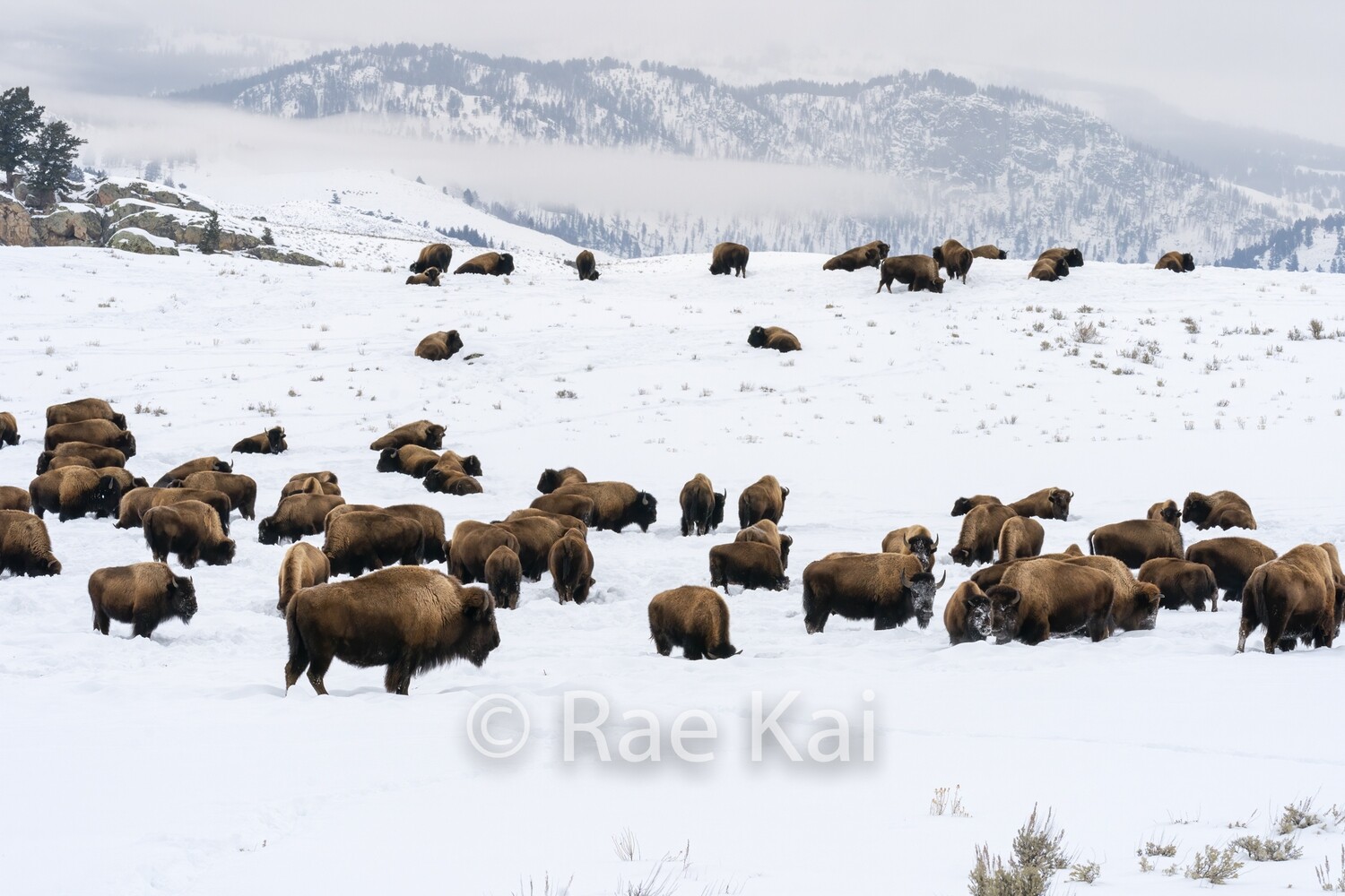 Winter Gathering-Traditional Photo