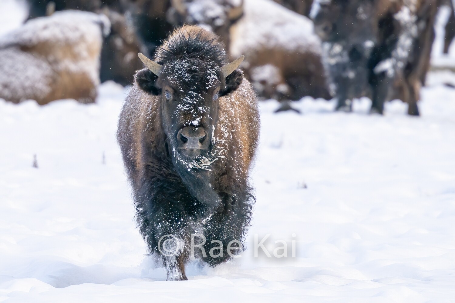 Running Ahead-Traditional Photo