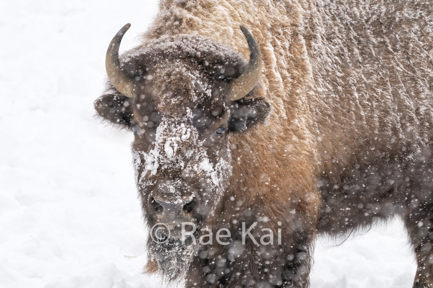 Snowfall Bison-Traditional Photo