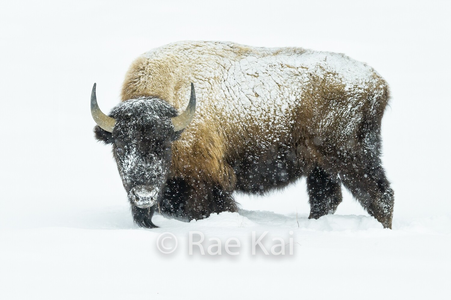 Whiteout Bison-Traditional Photo