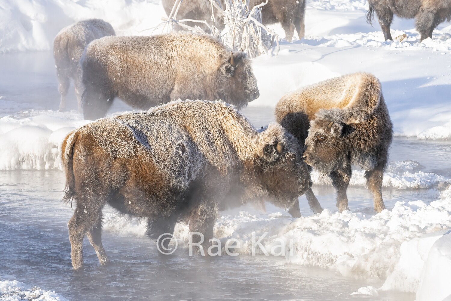 Bison Kiss-Traditional Photo