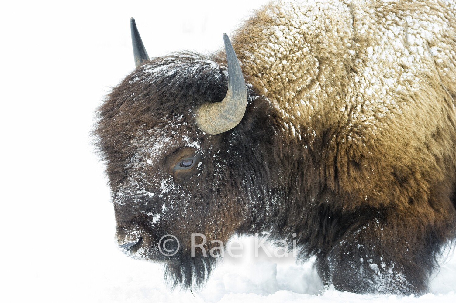 Pushing Ahead-Traditional Photo