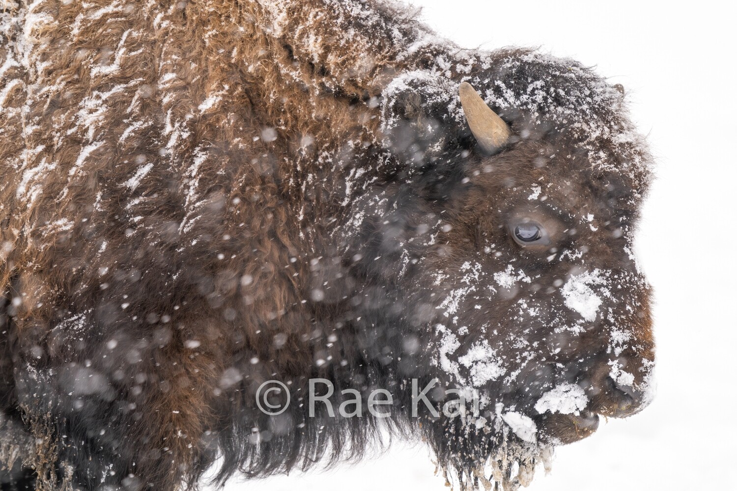 Calf Head Shot-Traditional Photo