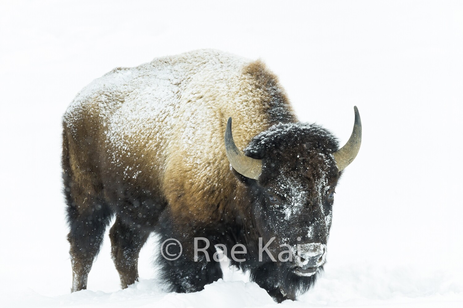 Snow Covered Bison-Traditional Photo