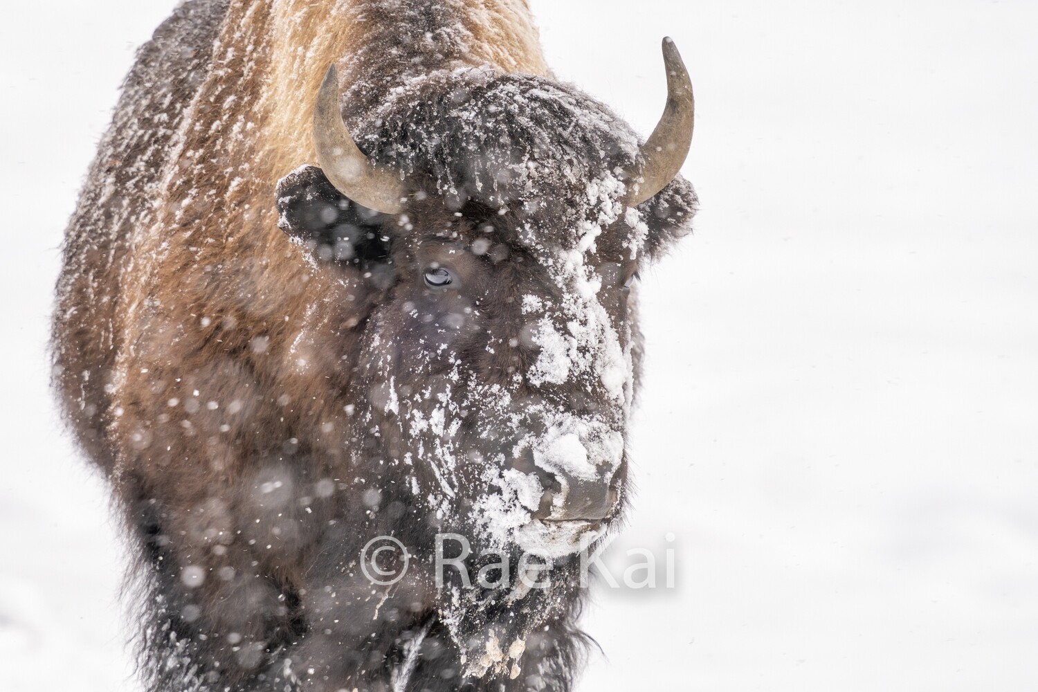 Snowy Look-Traditional Photo