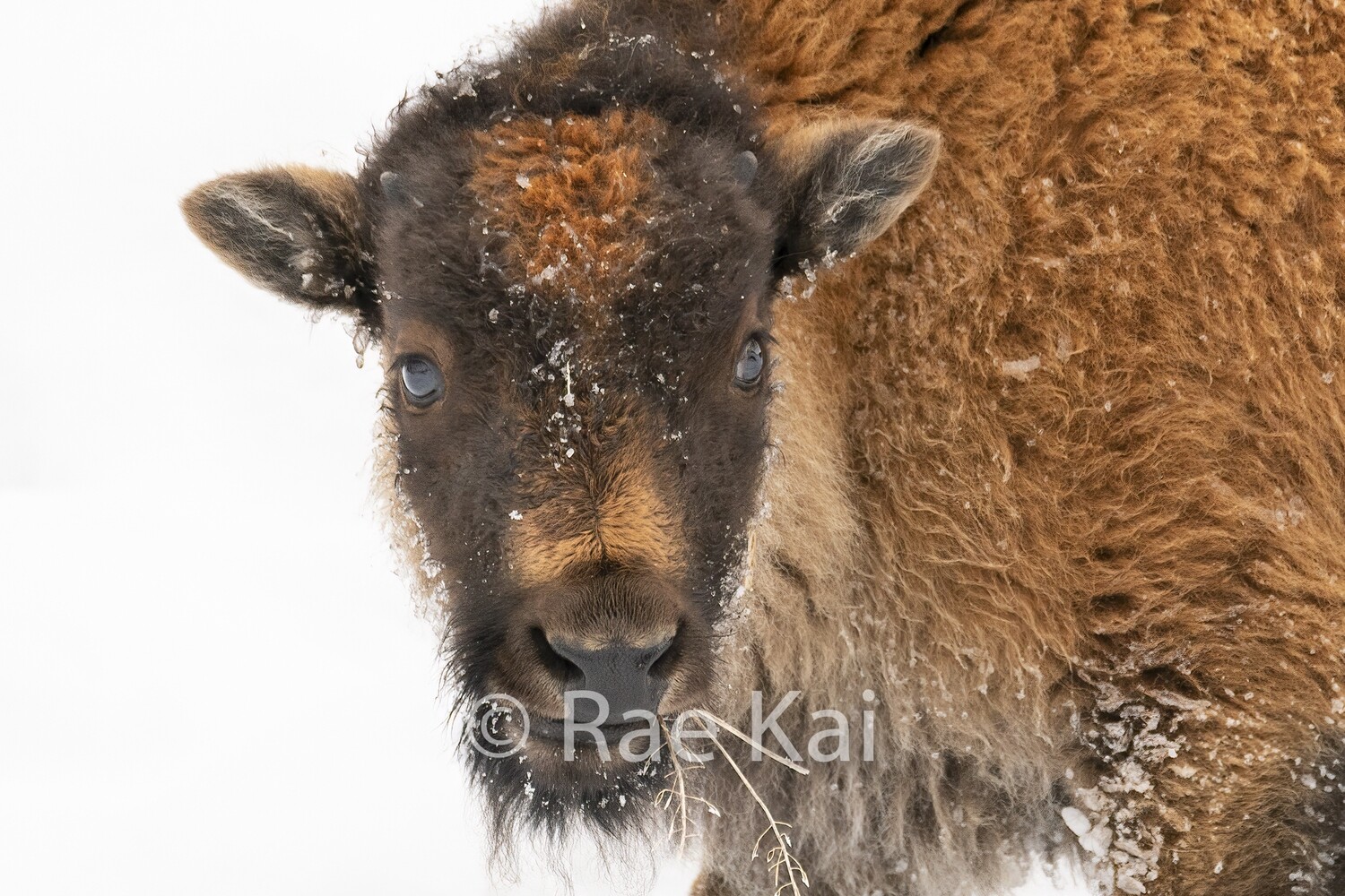 Winter Red Dog Calf-Traditional Photo
