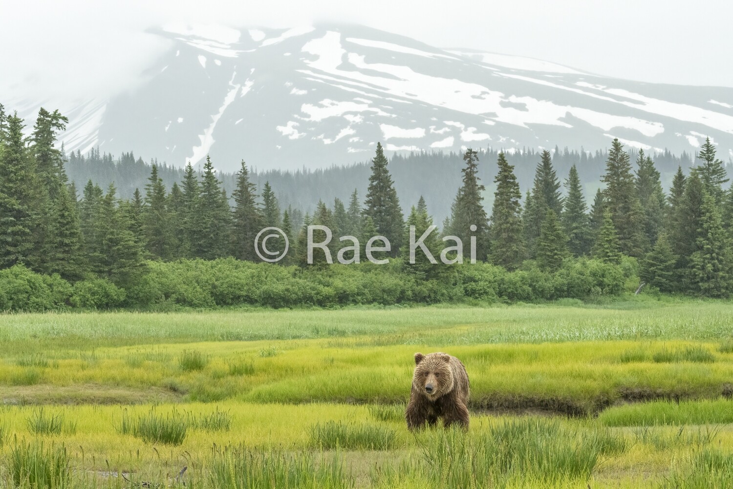 Rainy Meadow-Traditional Photo