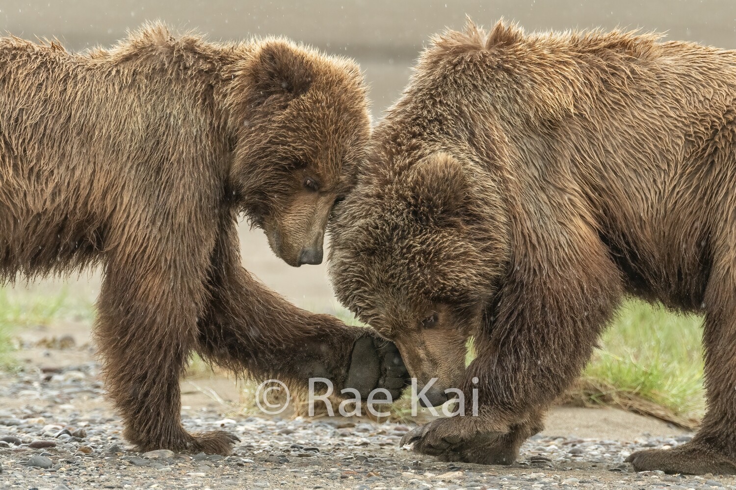 Close Play-Traditional Photo